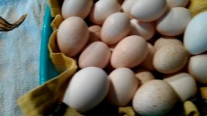 Инкубация по шагам индюшиных яиц для чайников / Первые шесть суток