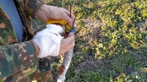 Прививка яблони дрелью и за кору / grafting with a drill and usually