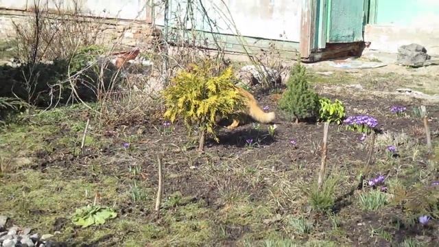 рыжик и бабочка смотреть онлайн