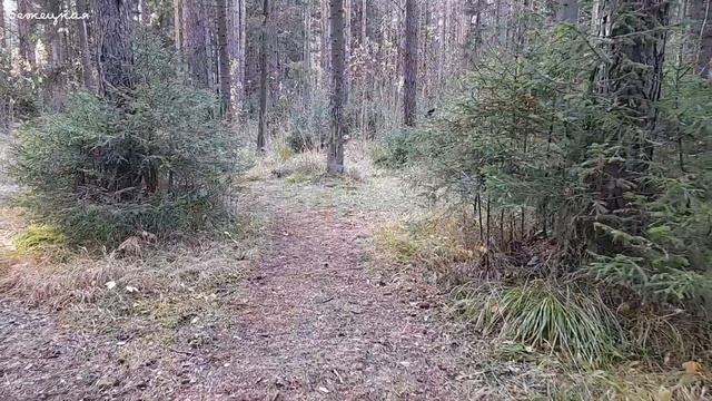 Самые смелые синички в Новоуткинском лесу. смотреть онлайн
