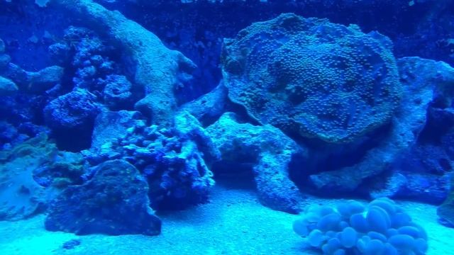 ReefShop - коралловая ферма в Израиле | Морской аквариум 460л - Коралловый риф