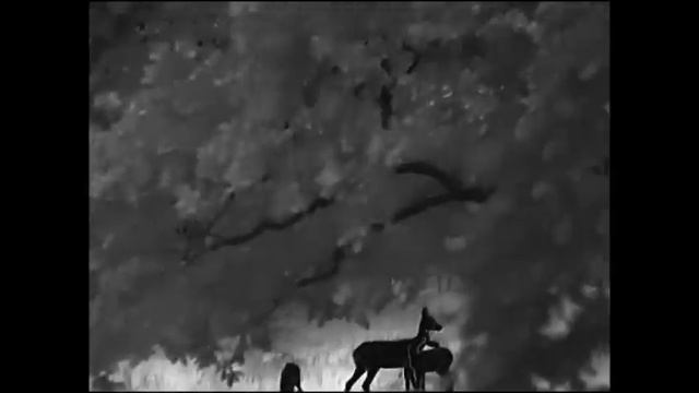 Косули глазами тепловизора iray E3 pro. Ночная жизнь , часть 1. смотреть онлайн