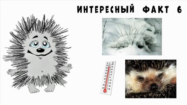 10 интересных фактов о ёжиках смотреть онлайн