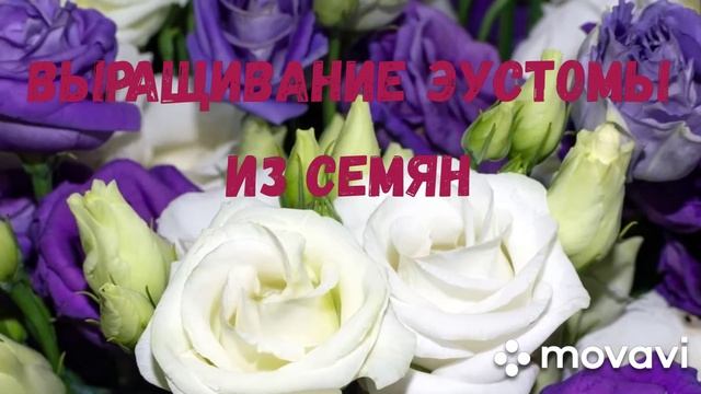 Выращивание эустомы из семян. Пошаговая инструкция. смотреть онлайн