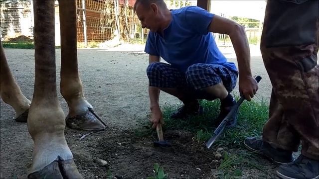 обрезка копыт у жирафа смотреть онлайн