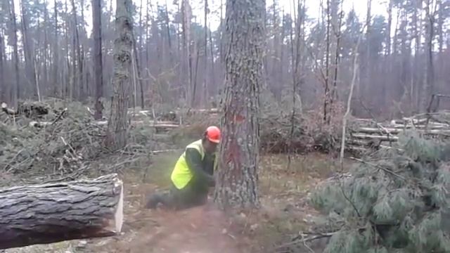 Валка леса,правильная валка леса скандинавским методом часть 2 смотреть онлайн