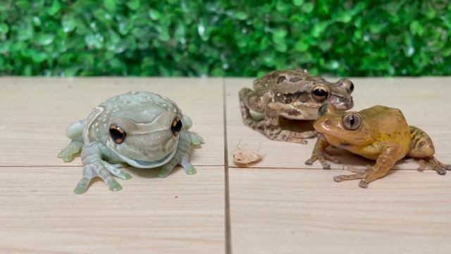 4 handsome frogs ? [frogs and toads] miyako toad. Masked tree frog. Amazon milk frog. Mustard смотреть онлайн