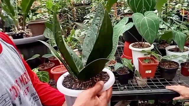 HUNTING ANTHURIUM DAN KUPING GAJAH DI RICHARD PLANT,