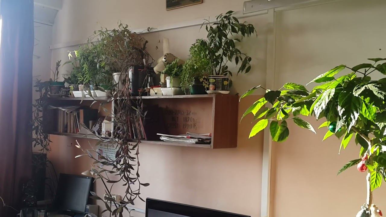 Синица в гостях 2019г смотреть онлайн