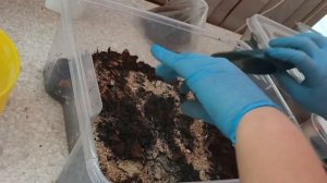 Грунт для пафиопедилума Ca+. Подробный видео- рецепт.