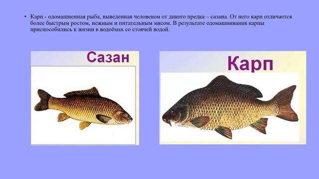 Рыболовство и рыбоводство биология 8 кл смотреть онлайн