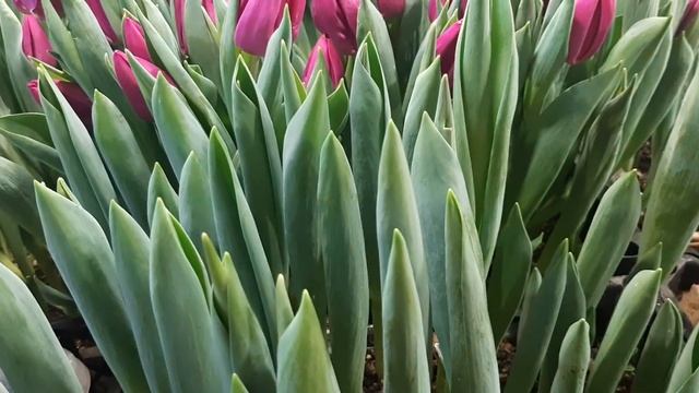 Зацветают тюльпаны на 14 февраля! 5.02.2022г смотреть онлайн