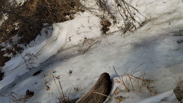 Прогулки с лабрадором. Велопрогулка и много Юты смотреть онлайн