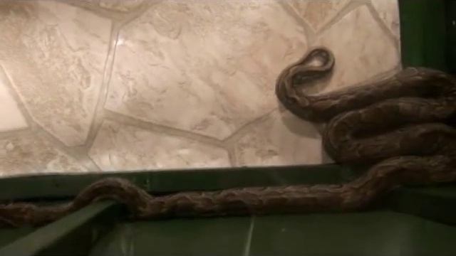 rock python enclosure just about done and i took the burms out смотреть онлайн