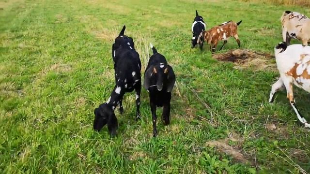 Обезроживание рогатых коз резинками. Обезроживание козлят термокаутером. Сложные окоты у коз. смотреть онлайн