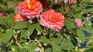 Какой сорт роз выбрать? "Вивьен Вествуд" или "Мами Дитьер". Питомник ? и ? Е. Иващенко