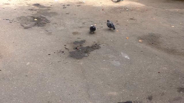 EXPERT Стеклоомыватель в таблетках. 5 шт.