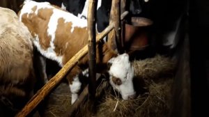 Как отпаивать телят.как бороться с поносом у телят.