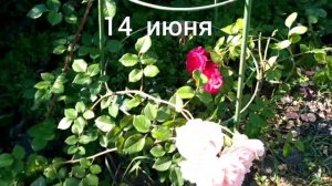 Опоры для плетистых роз своими руками. Декабрь 2021.