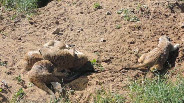 Куча мала из суррикатов в Московском зоопарке 莫斯科動物園 Moscow Zoo смотреть онлайн