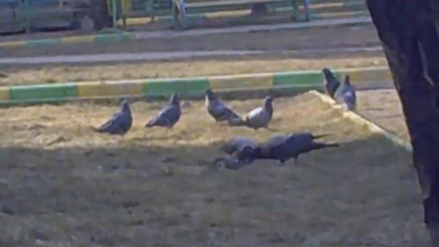 Вороны каннибалы смотреть онлайн