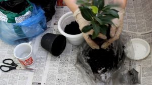 Лавр. Пересадка. [Надежда и Мир]