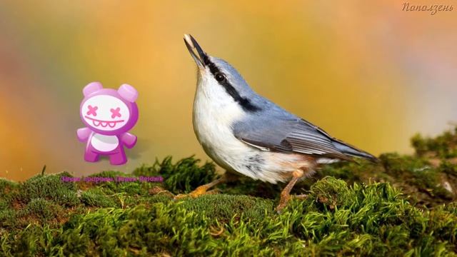 Голоса птиц Как поёт Поползень обыкновенный Sitta europaea.mp4 смотреть онлайн