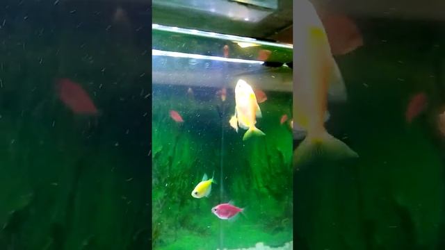 Янтарная кислота в аквариуме. Тернеция - зайчик, что это? смотреть онлайн