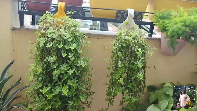 Turtle Vine a succulent vine l Callisia Repens l Gardening & Art Work смотреть онлайн