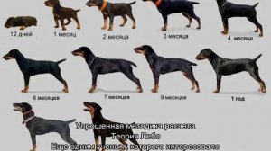 Возраст собаки по человеческим меркам: таблица