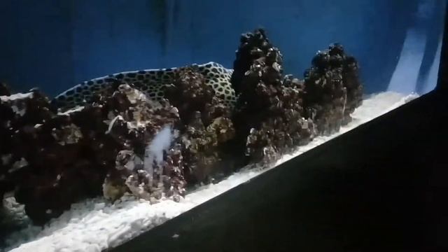 Новогодние каникулы в Самаре ( посетила океанариум ) часть 2 смотреть онлайн