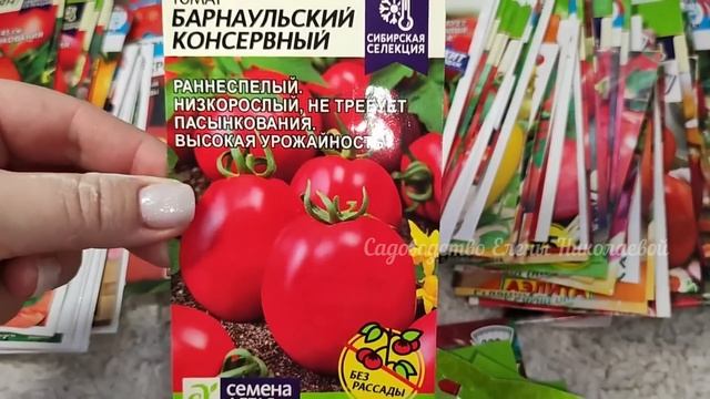 ЭТИ СОРТА ТОМАТОВ ПОСАДИЛ И ЗАБЫЛ   САМЫЕ УРОЖАЙНЫЕ ТОМАТЫ Сметают Пачками, Посажу в 2024