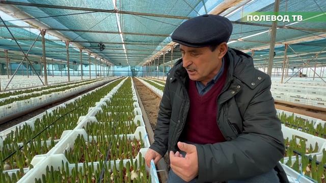 Уход и выращивание цветов и растений