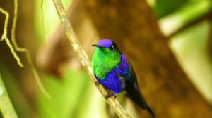 Вангелис  La Petite Fille De La Mer / Небольшое море, знаменитая мелодия и удивительные птицы мира