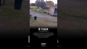 Козы замирают в любой позе в случае опасности