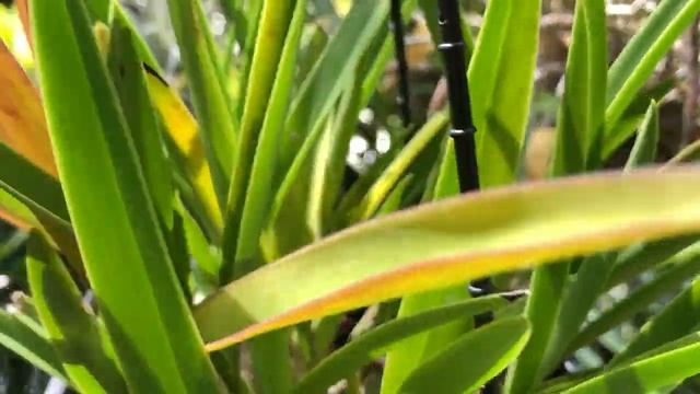 Rhy. gigantea Peach, Slc. Hazel Boyd x .. Солнце в Жизни Орхидей смотреть онлайн