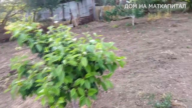 ОБРАБОТАЛА ПЕРЦЫ БИОГУМУСОМ, ВЫРОСЛИ НА ГЛАЗАХ смотреть онлайн