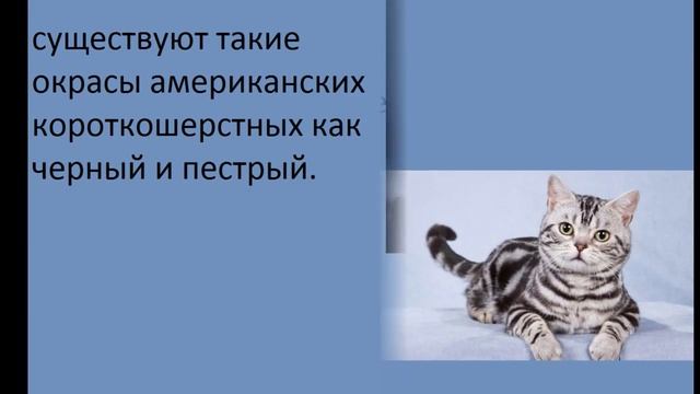 ИнФо КоШкИ ( 1 серия ) Американская короткошерстная смотреть онлайн