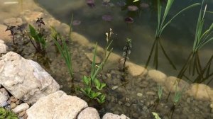 РАСТЕНИЯ ДЛЯ ПРУДА // БИОПЛАТО //12 видов растений в моем пруду // Какие растения очищают воду?