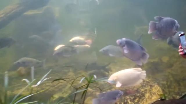 Таиланд Паттайя 2017 - зоопарк Као Кео, река Квай, остров Ко Талу, Храм Истины, 3D галерея смотреть онлайн