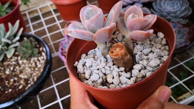 PUGOT UPDATE! (BEHEADING) SUCCESSFUL BA? смотреть онлайн