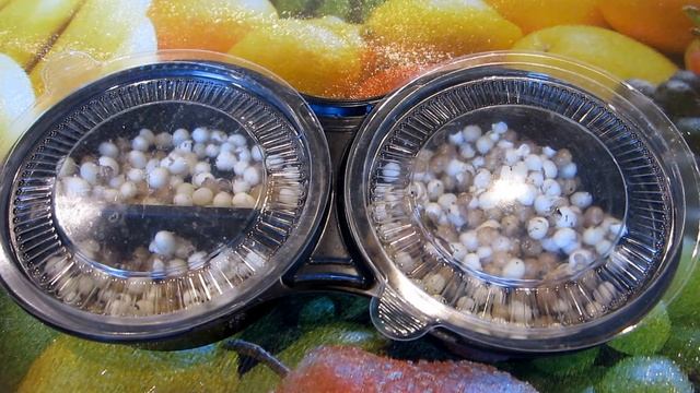 Рождение Маленьких Улиток | The Birth Of Small Snails