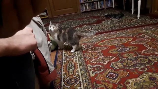 Кошка разговаривает с приложением/cat talking with Android app смотреть онлайн