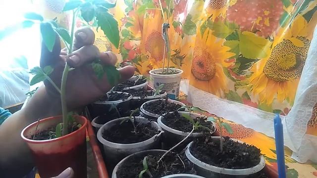 Как выбрать рассаду томатов на рынке смотреть онлайн