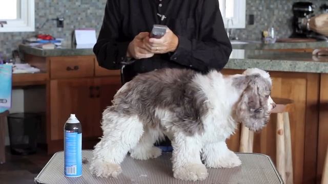 Cocker Spaniel Grooming - Part 2 of 7 смотреть онлайн