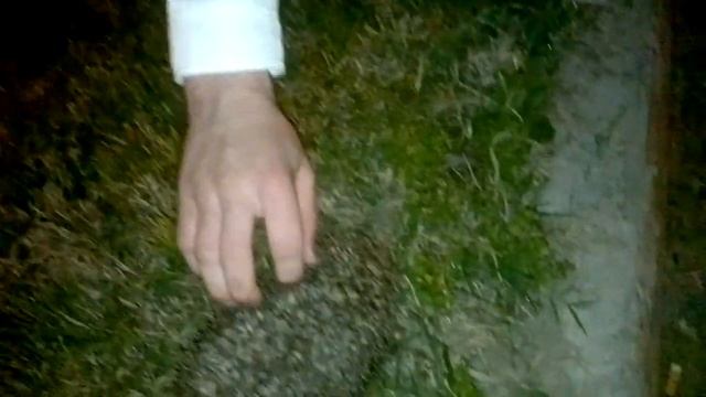 Ежик в парке