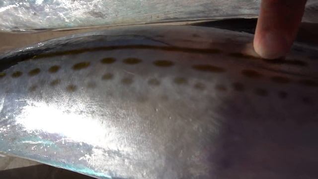 Fish with the SHARPEST Teeth in the Ocean!!- Catch and Cook Mackerel смотреть онлайн