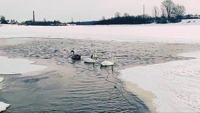 Лебеди в г. Сольцы смотреть онлайн