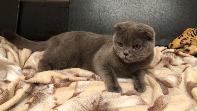 Как дать лекарство коту? Идеальный способ для любого кота смотреть онлайн