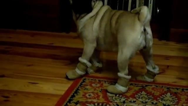 Мопс в сапожках смотреть онлайн